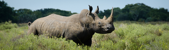 Southern White Rhino at Phinda Private Game Reserve, South Africa ©Sarah Geline 2013